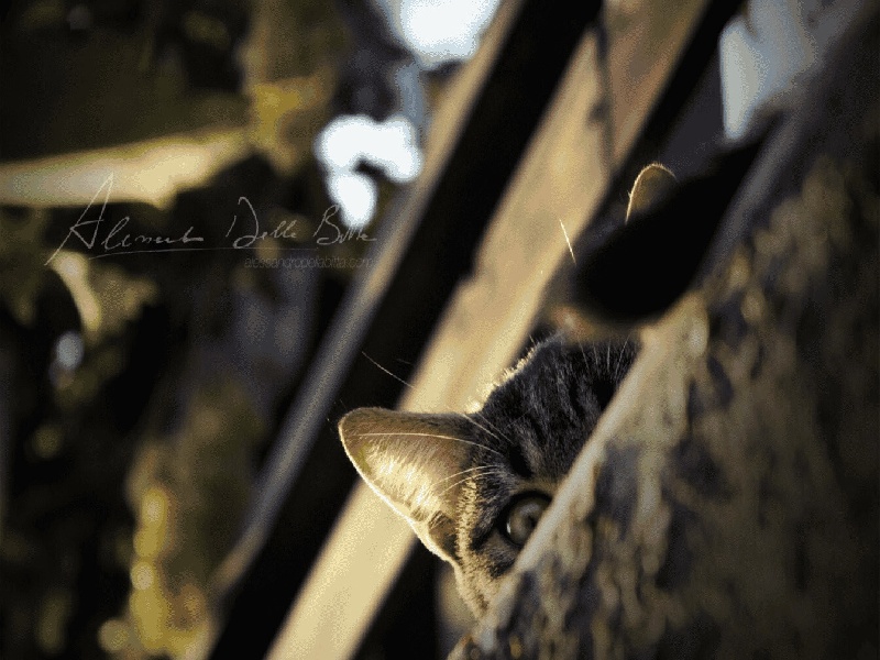 李先生夫妇成功案例